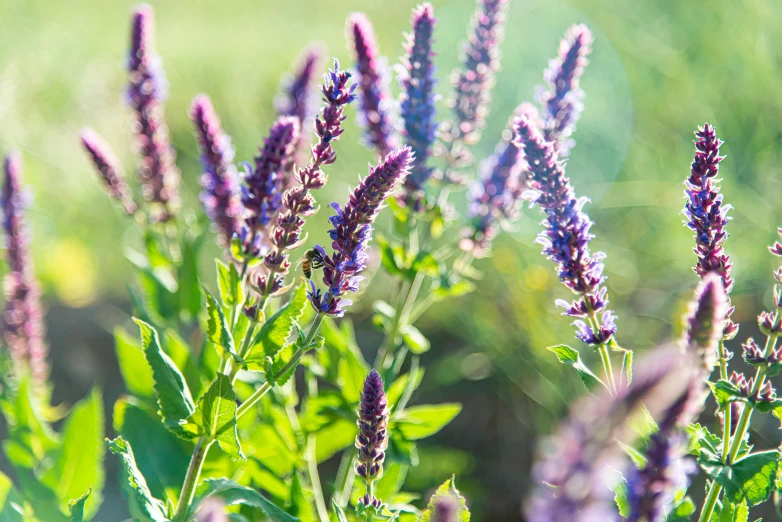 the flowers of purple in an open field