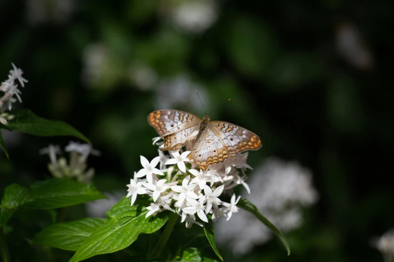 two erfly sitting on a white flower