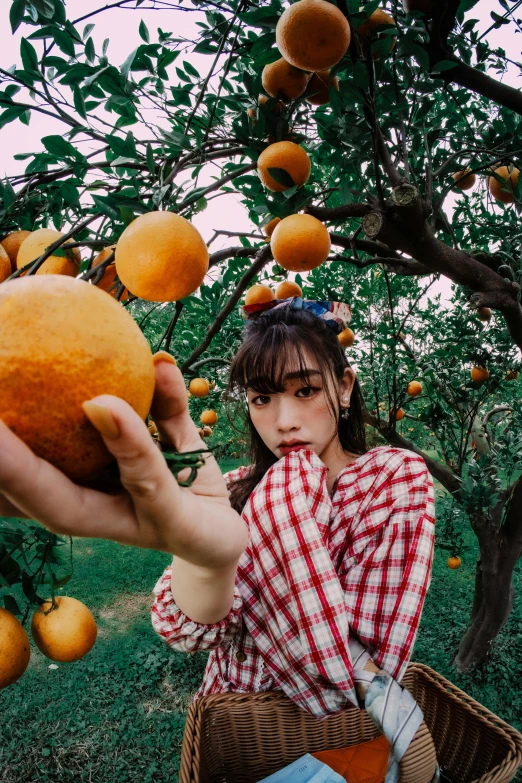 a person holds up oranges from the trees