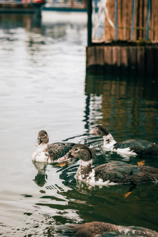 many ducks on the water of a lake