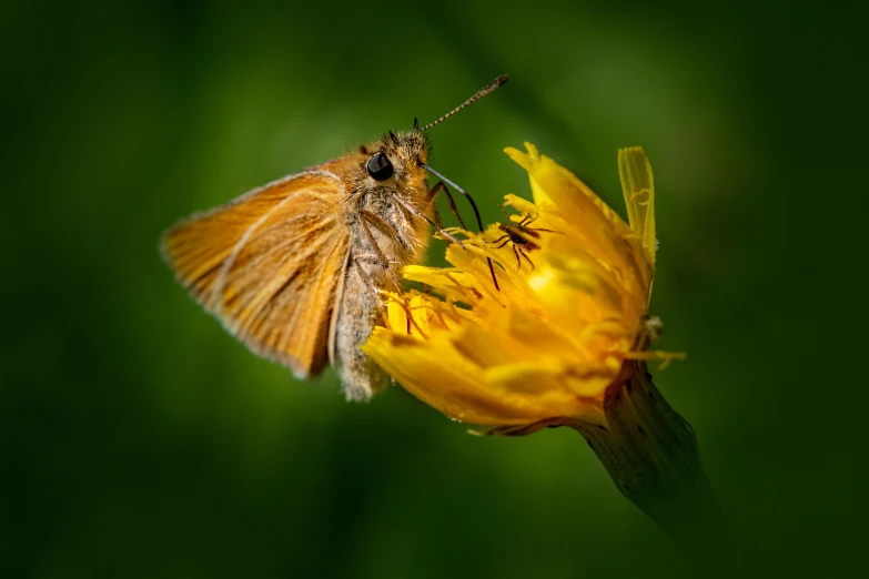a small moth sits on top of a flower