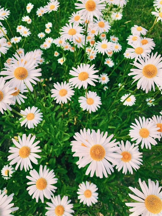 the many white flowers with yellow centers are standing in a field