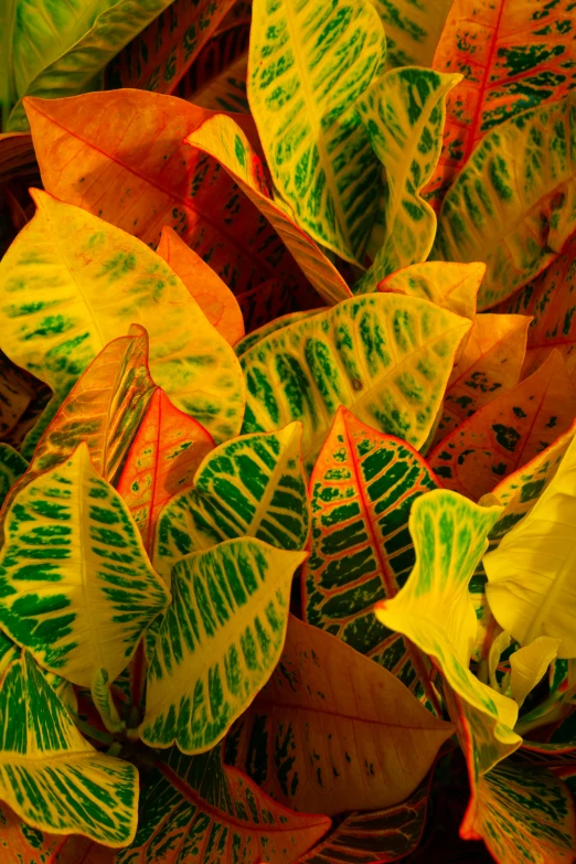 a bunch of colorful leaves that are on a plant
