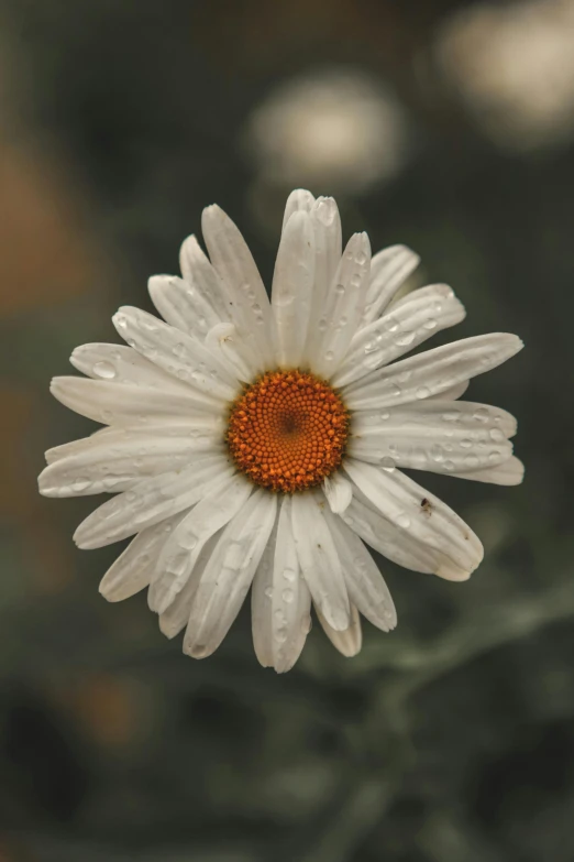 a white daisy with red center surrounded by water droplets