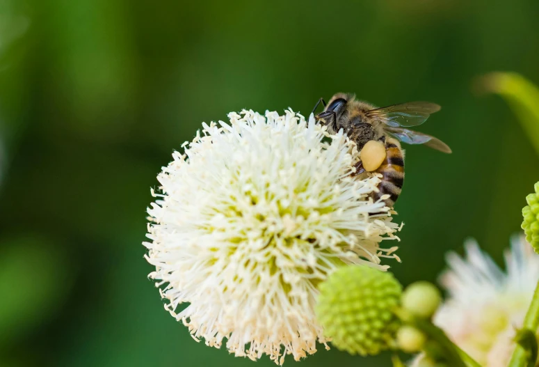 a bee sitting on a white flower and eating nectar