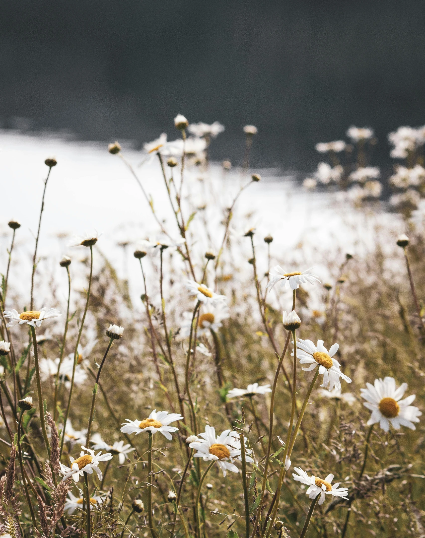 a field with flowers and a white body of water in the background