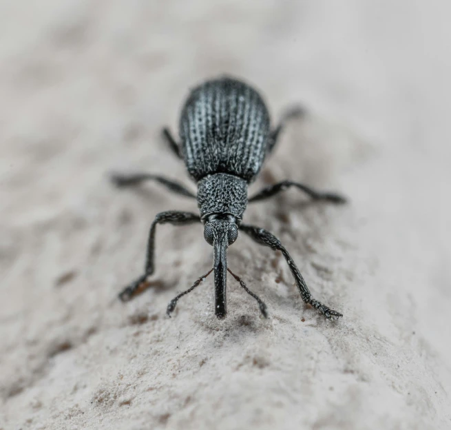 a black insect with long legs sits on top of sand