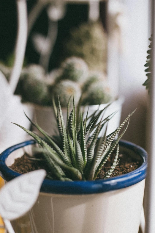 a small potted plant sitting on top of a counter