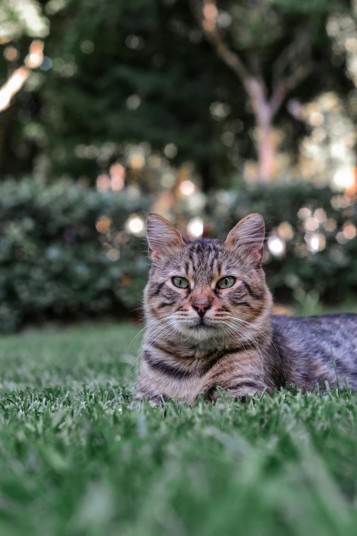 a cat with green eyes laying in the grass