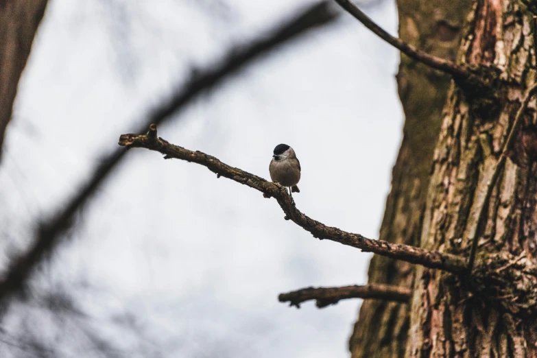 a bird sitting on a nch in front of a tree