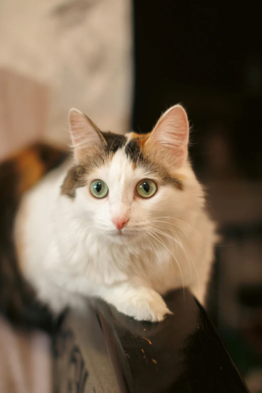 the brown, white and tan cat is sitting on the ledge