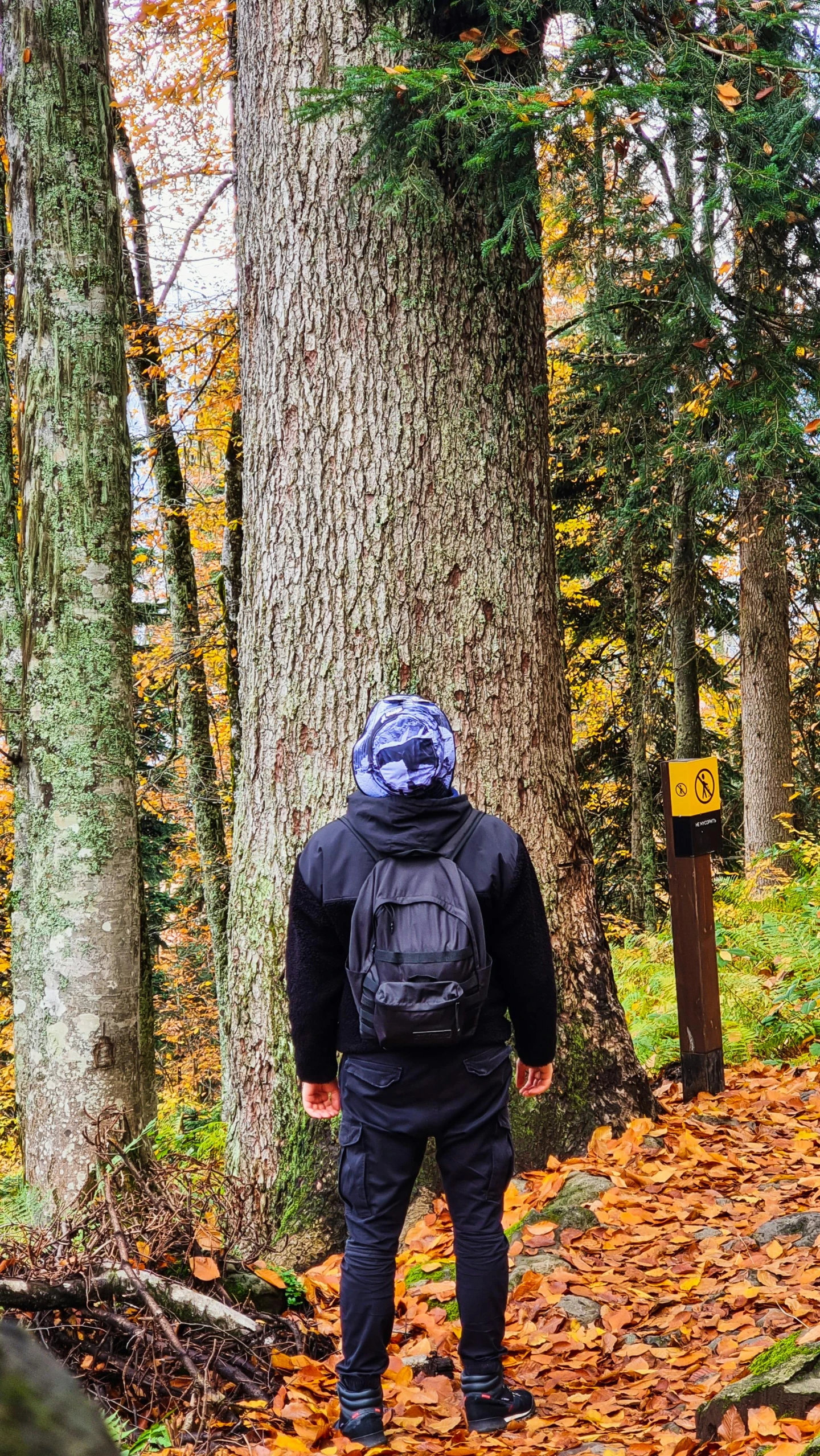 a person walking down a trail with backpack in hand