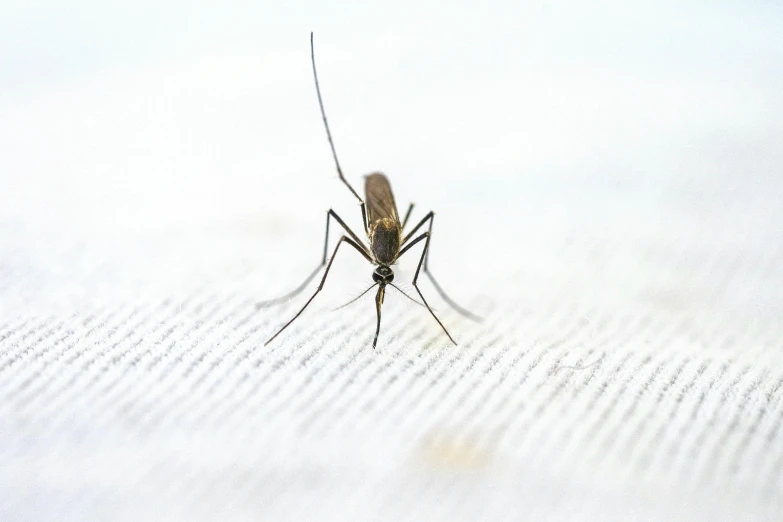 a long legged mosquito standing in the middle of a field