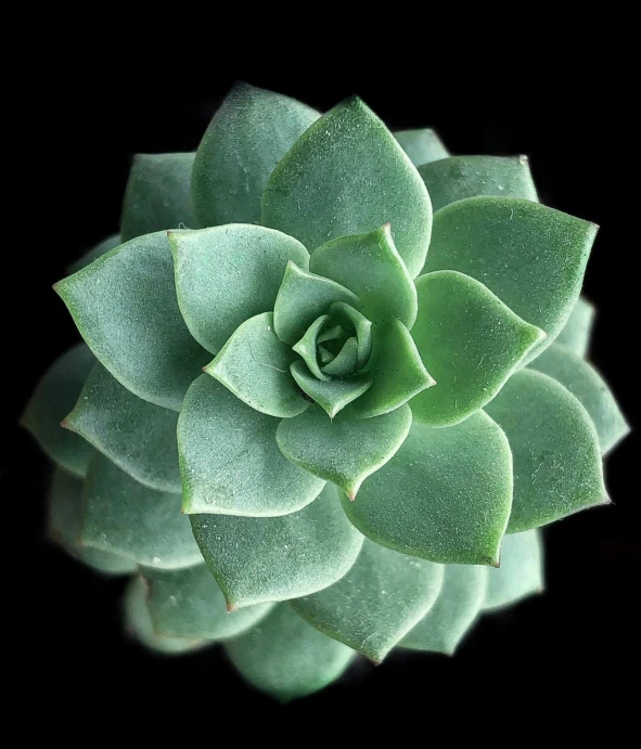 a green plant is sitting on the black ground