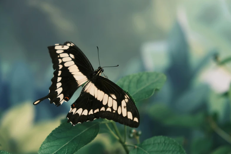 a black and white erfly sitting on green leaf