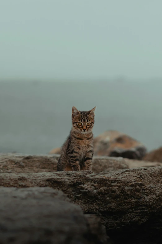 a little tabby cat sitting on top of a rock