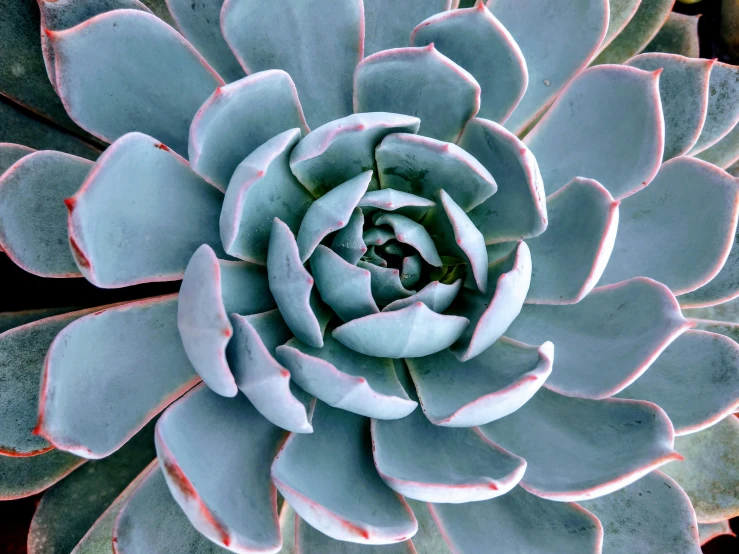 a green flower is shown with many leaves