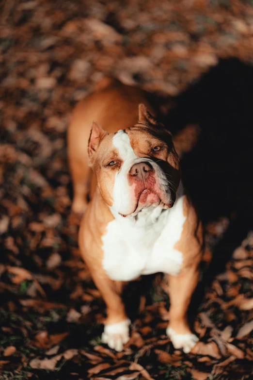 a dog is standing alone in leaves