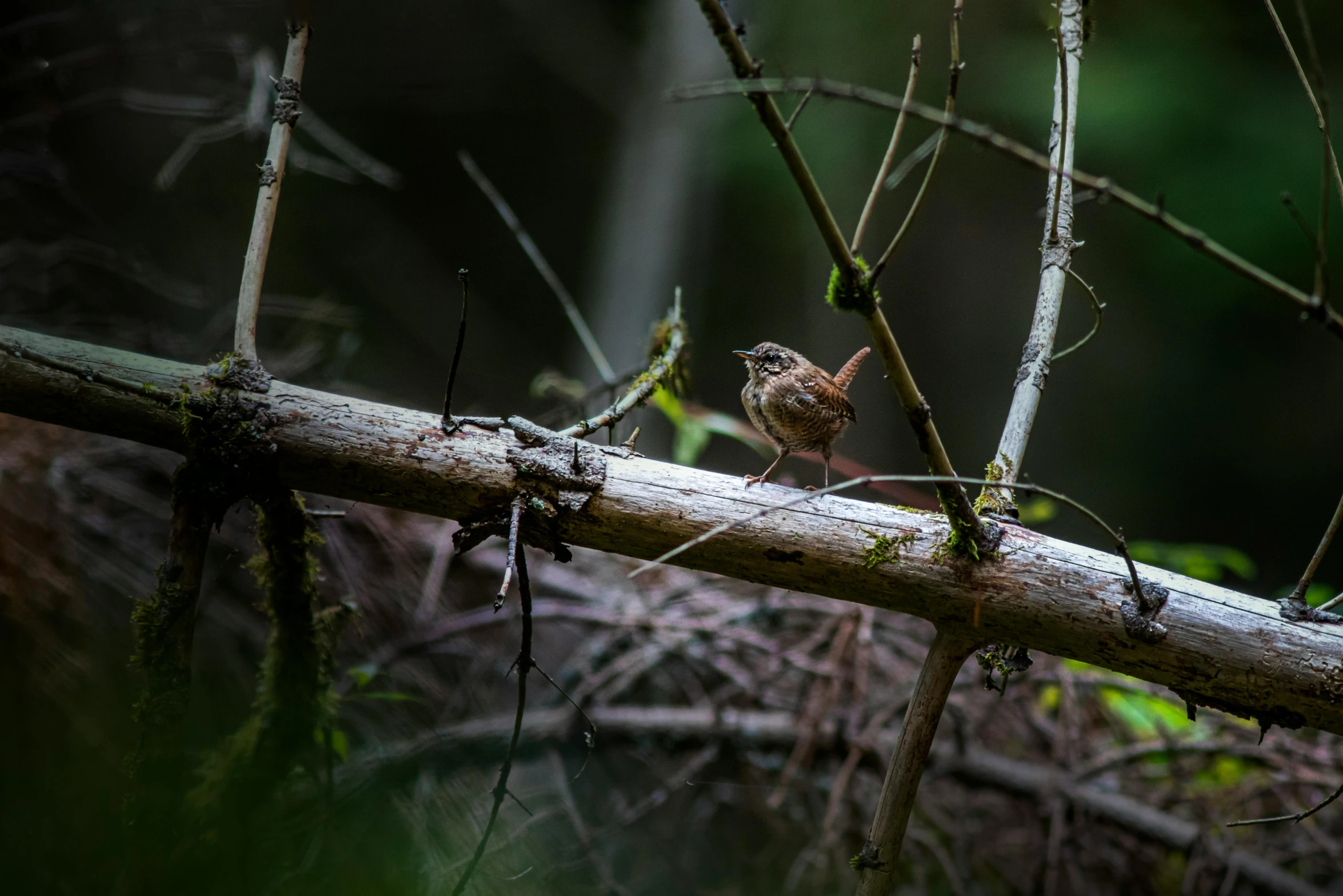 a small bird perches on the nch of a tree