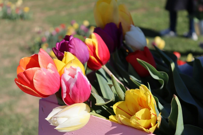 a group of colorful flowers in a pink wooden container