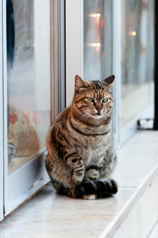 a cat sitting in a window ledge next to a building