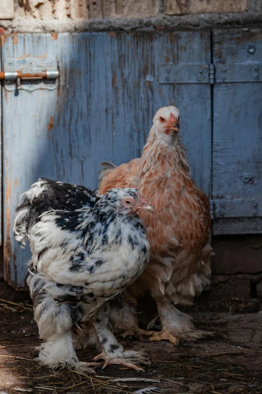 two chickens sitting side by side next to each other