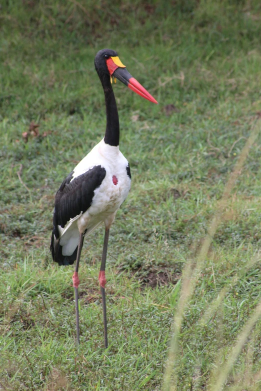 a white, black and yellow bird standing on grass