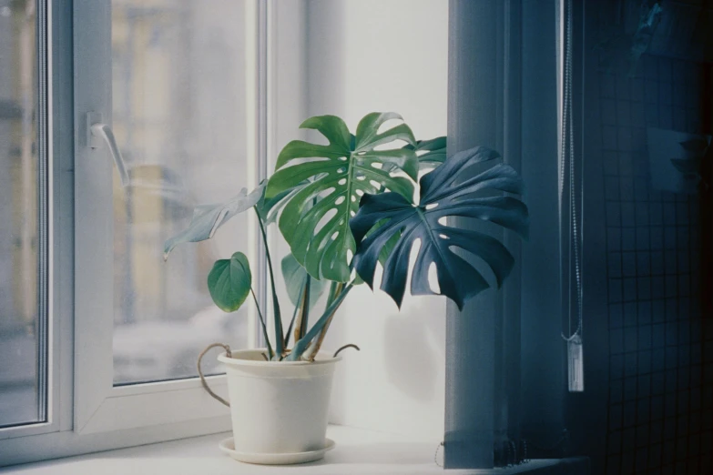 a potted plant in front of the window