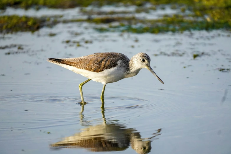 a small bird standing in the shallow water