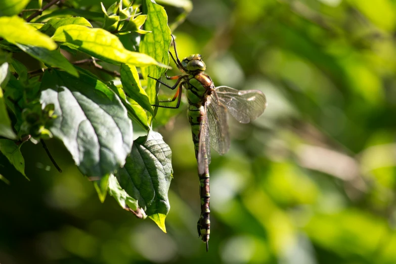 a dragon flys through the leaves of a tree