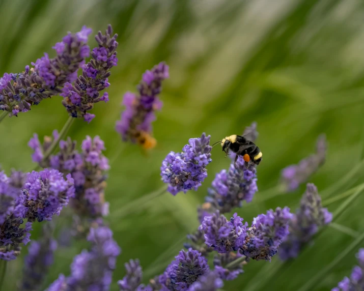 a bum is hovering over some lavender plants