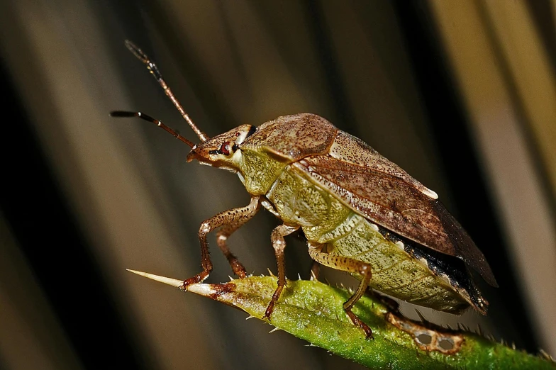 the grasshopper insect is sitting on a blade
