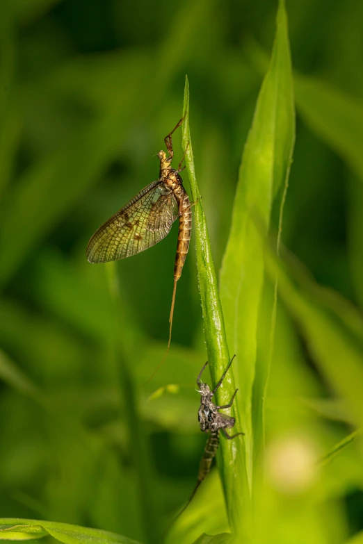 a close up view of some insect in the grass