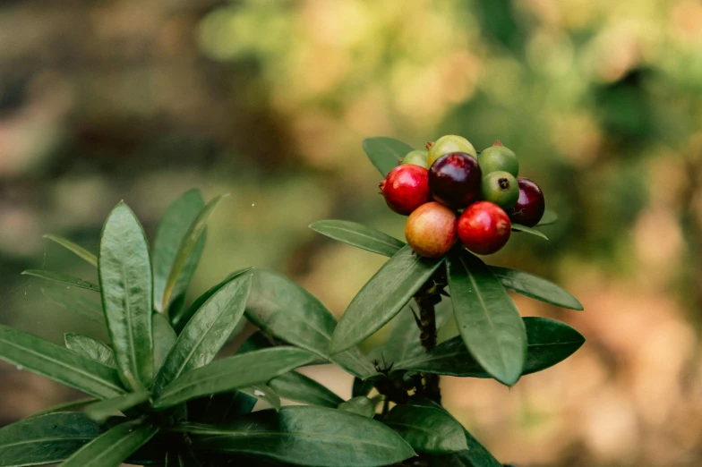 berries are growing on the top of the nch