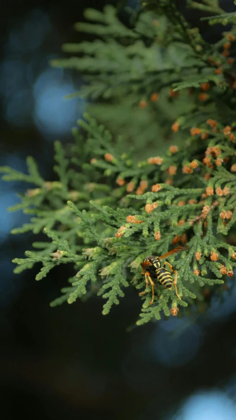 a picture of some green nches with orange and yellow leaves