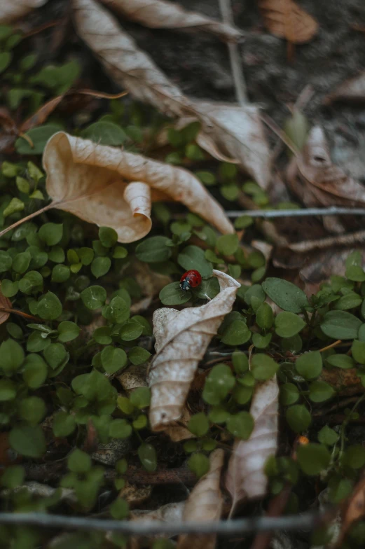 a leaf with a lady bug sitting on it