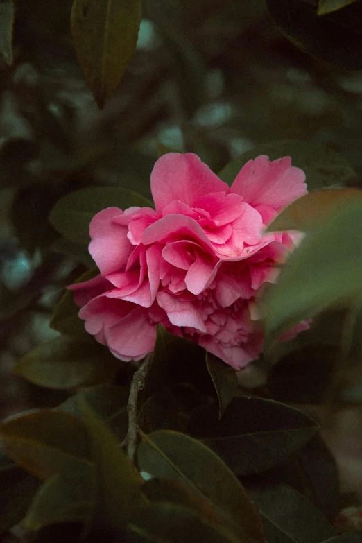 a large flower that is standing up on a nch