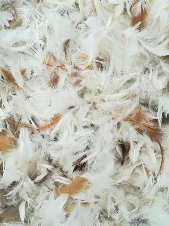 a po of some very pretty white and brown feathers