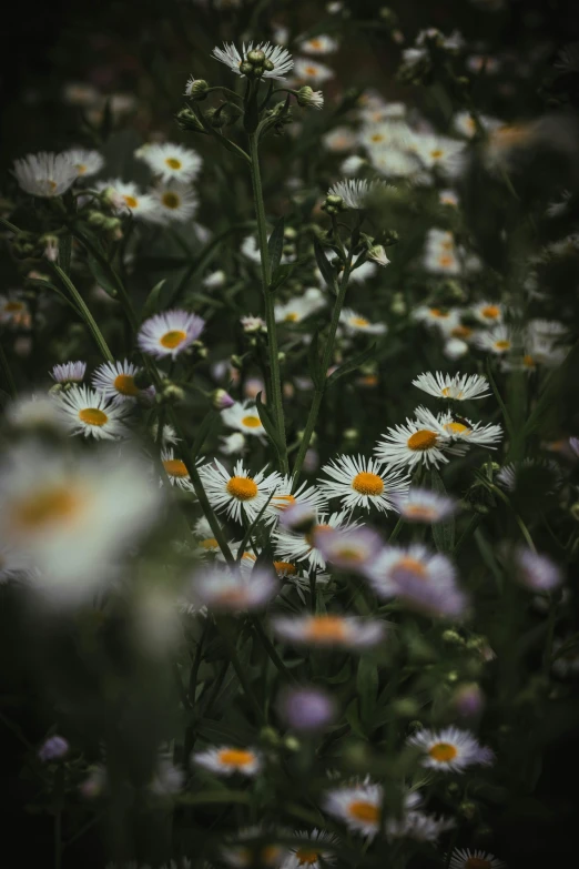 a field full of daisies and other flowers