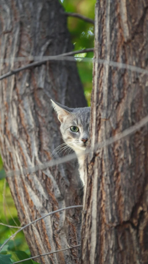 a cat looking out from behind a wire fence