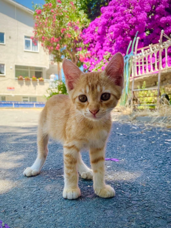small yellow kitten on paved roadway in front of purple bush