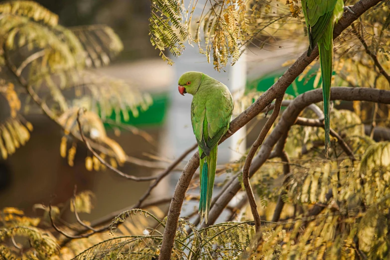 there is a green bird that is perched on the nch