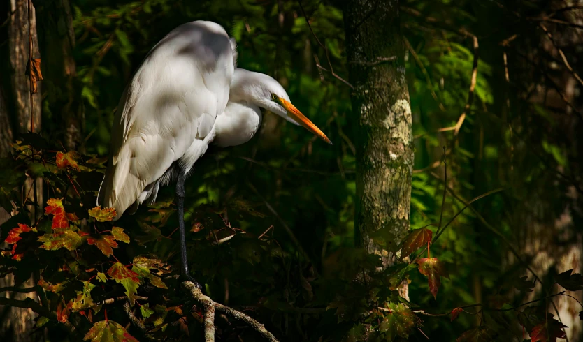 a white bird standing on top of a tree in a forest