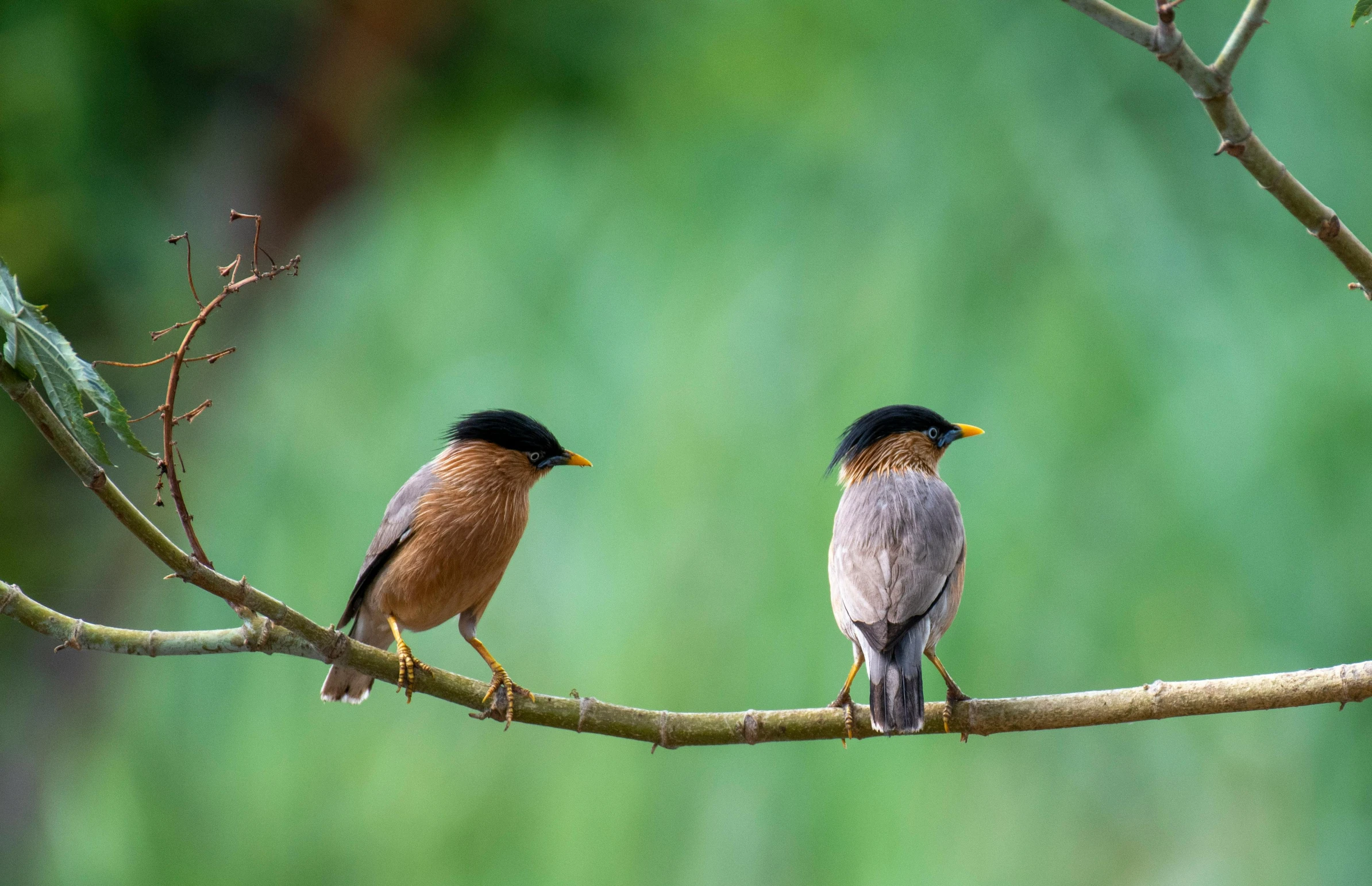 two birds perched on a nch in the woods