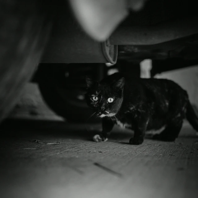 a black cat walking down a carpeting floor