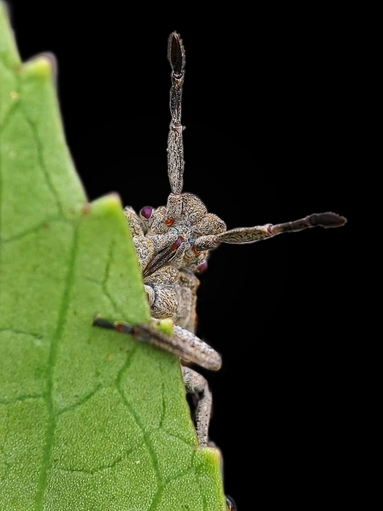 this is an image of a bug crawling on a leaf