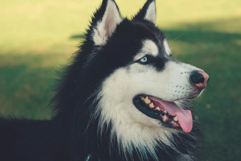 a dog looks intently into the distance with its tongue out