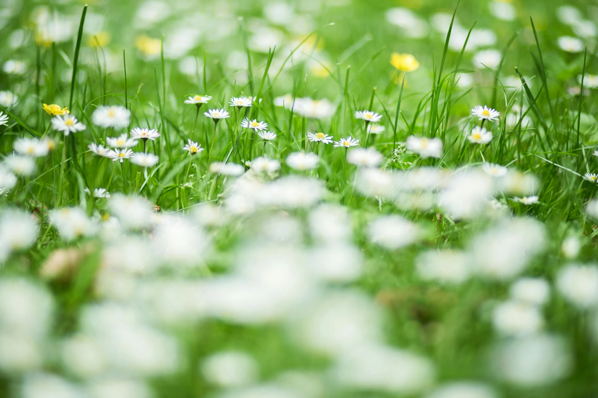 a close up image of a grassy meadow