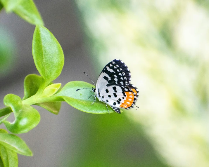 a small erfly sitting on a small leaf