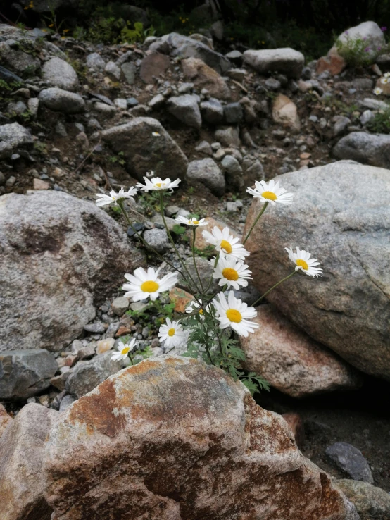 some white and yellow flowers are in the rocks